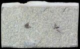 Two Fossil March Flies (Plecia) - Green River Formation #47168-2